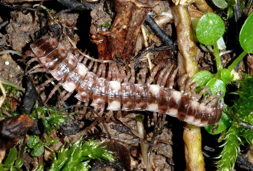 Polydesmus sp.